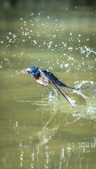 Barn Swallow Bird Emerging from Water with Dramatic Splash in Natural Wildlife Action Shot