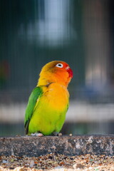 yellow and green parrot