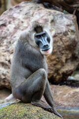 baboon sitting on the ground