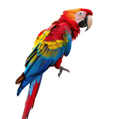 Fototapeta premium Vivid macaw parrot with vibrant red, yellow, and blue plumage