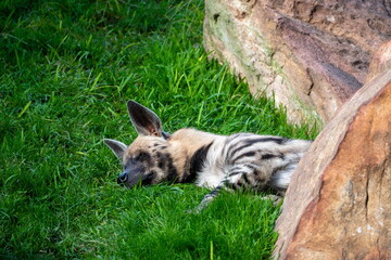Hyenas