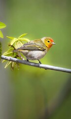 Cute Small Songbird with Orange Head Perched on Branch in Spring Nature Closeup Wildlife Photography