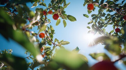 The apple orchard seen from below, against the blue sky.
