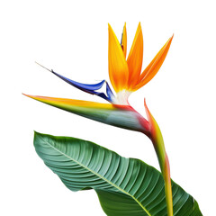Bird of Paradise Flower with Leaf, Tropical Beauty and Exotic Charm