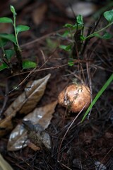 Enchanting Highland Mushroom with Magical Shangri-La Vibes Growing Among Forest Seedlings and Fallen Leaves
