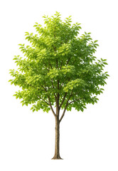 Realistic serviceberry tree for architectural visualization.