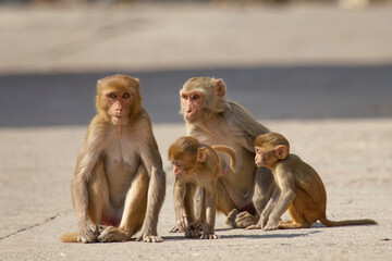 Fototapeta premium Two Rhesus Macaque mothers with two baby monkeys at Indian Temple family group