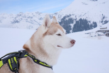 Siberian husky sulla neve