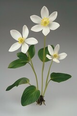 Obraz premium Artistic botanical illustration featuring white flowers set against a subtle grey background