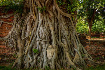The head of a sandstone Buddha statue nestled in the tree roots in Thailand's Ayuddhaya Historic City. Ayutthaya World Heritage.