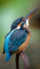 Colorful Kingfisher Bird Portrait - Epic Wildlife Photography Closeup with Emerald Blue and Orange Feathers