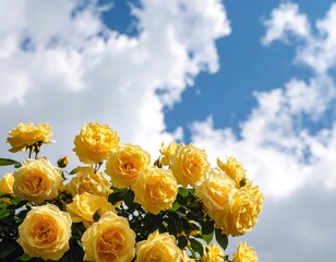 Yellow roses against a partly cloudy sky
