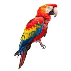 Fototapeta premium Scarlet Macaw perched on branch, isolated against a solid black background.