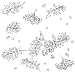  Coloring page with rowan berry (Sorbus aucuparia). Seamless background.