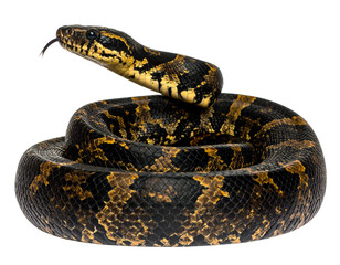  Tiger Snake, Side View, Coiled, Isolated PNG