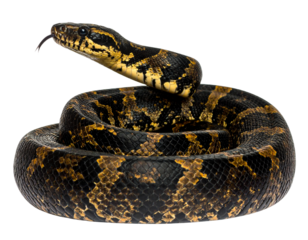  Tiger Snake, Side View, Coiled, Isolated PNG
