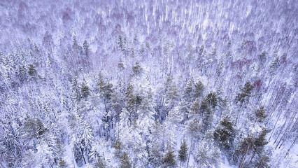 Landscape of nature in a snowy forest, aero photo, top view of a forest in winter