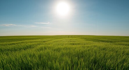 Obraz premium Green Wheat Field under Bright Sun and Blue Sky, a Scenery of Natures Beauty.