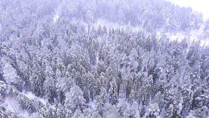 Landscape of nature in a snowy forest, aero photo, top view of a forest in winter