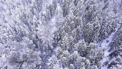 Landscape of nature in a snowy forest, aero photo, top view of a forest in winter