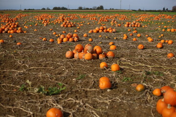 Pumpkin field in Germany with bright orange pumpkins stacked in several rows for Halloween. Festive autumn countryside scene.