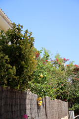 Obraz premium Homemade lemons, Mallorca island.