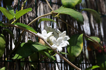 Stephanotis floribunda, Mallorca.