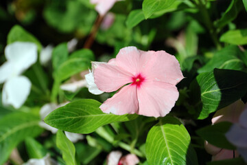 Catharanthus roseus, Mallorca.