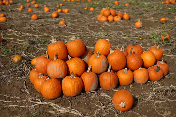 Pumpkin field in Germany with bright orange pumpkins stacked in several rows for Halloween. Festive autumn countryside scene.