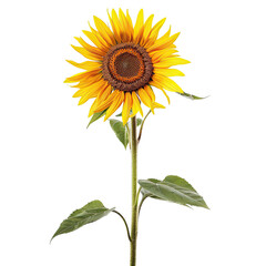 Fototapeta premium Vibrant sunflower with a long stem and detailed leaves