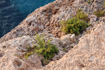 Plants on a rocky cliff by the sea, Mallorca island.