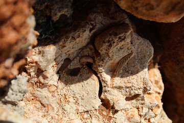 Fossils, Mallorca.