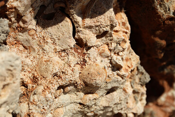 Fossils, Mallorca.