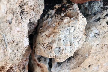 Fossils, Mallorca.