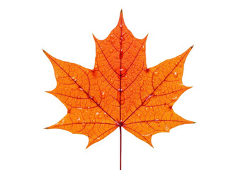 Obraz premium Bright orange maple leaf isolated on transparent background