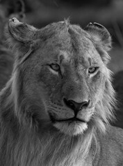Portrait of a male lion, Masai Mara, Kenya