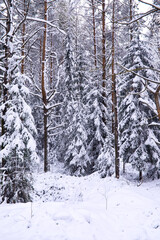 The forest is covered with snow. Frost and snowfall in the park. Winter snowy frosty landscape.