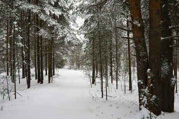 Winter snowy frosty landscape. The forest is covered with snow. Frost and fog in the park.