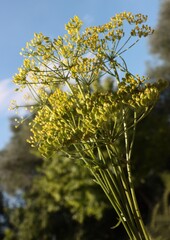 Pascinata sativa blooming corymb in meadow
