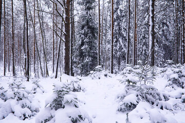 The forest is covered with snow. Frost and snowfall in the park. Winter snowy frosty landscape.