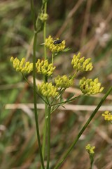 Pascinata sativa blooming corymb in meadow