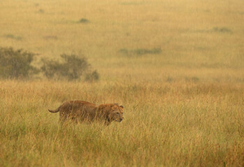 Male lion shaking its head to remove water during rain, Masai Mara, Kenya