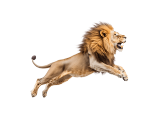A lion leaping in a dynamic side profile