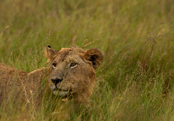 Closeup of a male lion in rain at Masai Mara grassland, Kenya