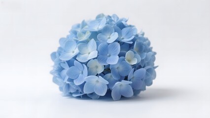 A close-up of a delicate blue hydrangea flower against a white background