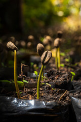 Germination of seeds of the Colombian coffee crop plant. Germinación de semillas de la planta del cultivo de café colombiano.
