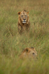 Portrait of a male lion, Masai Mara, Kenya. Selective focus on the back.