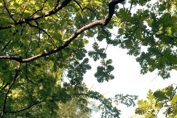 Fototapeta premium green leaves on QUERCUS CONFERTA tree Fagaceae Family