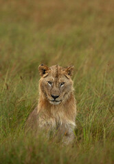Portrait of a male lion on green at Masai Mara, Kenya