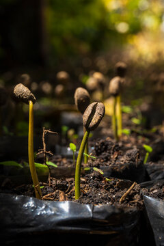 Germination of seeds of the Colombian coffee crop plant. Germinaci&oacute;n de semillas de la planta del cultivo de caf&eacute; colombiano.